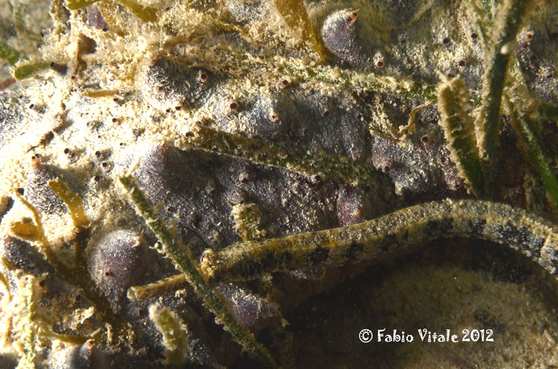 Syngnathus abaster e Syngnathus typhle